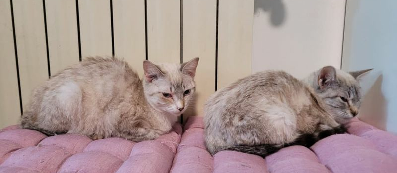 Campagne de stérilisation des chats 2021: le bilan