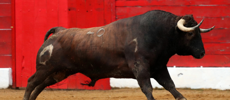 Le Tendido Risclois organisera une CORRIDA le samedi 6 août 2022