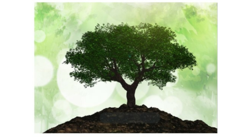 La commune de Vic-Fezensac lance l’opération « Mon Arbre à Moi »