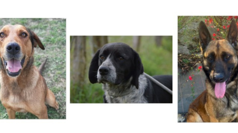Trois jeunes chiens à la une cette semaine !