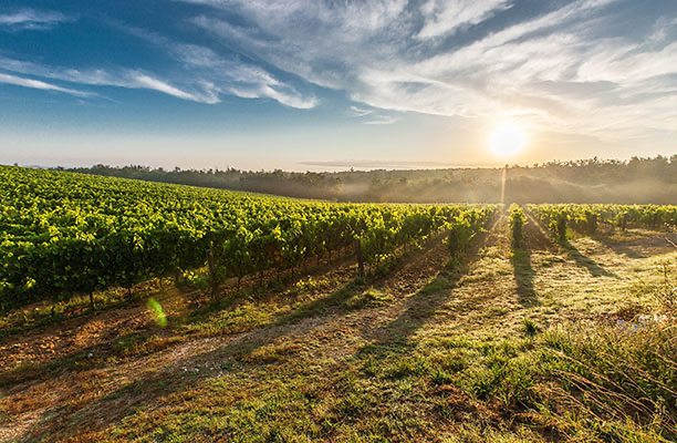 paysage-vignes (1).png
