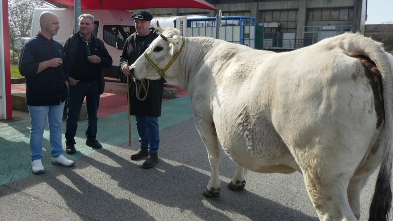 La vache de Pâques  est venue rencontrer ses futurs consommateurs