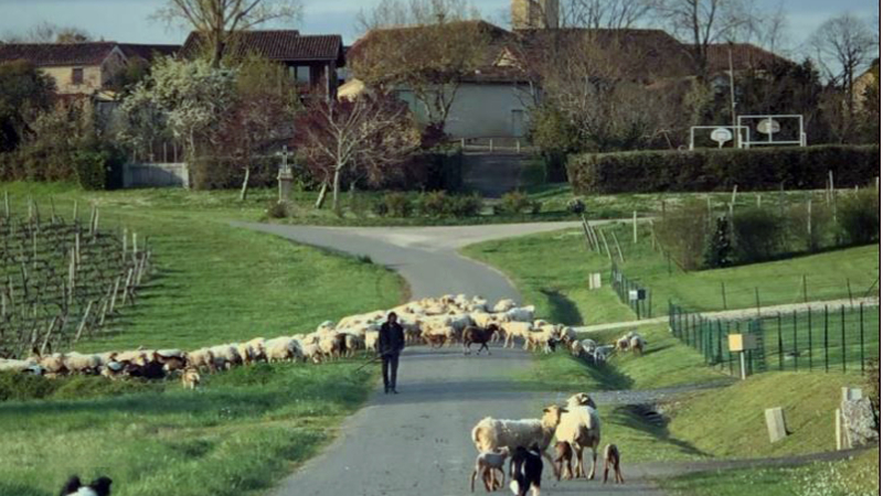 Quand les brebis se donnent en spectacle