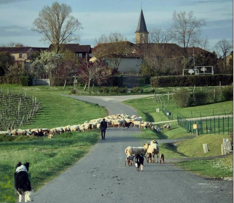 lagraulet moutons 3.JPG