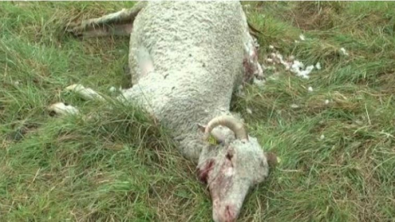 Un troupeau de brebis attaqué par des chiens