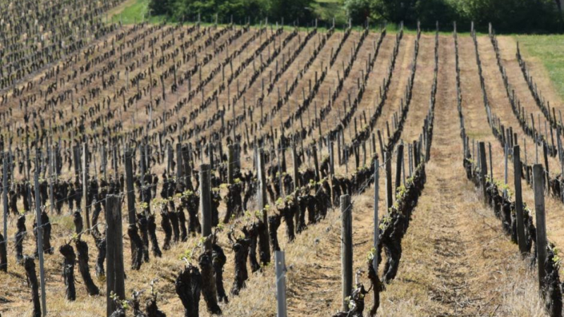 Episode de gel sur l'agriculture