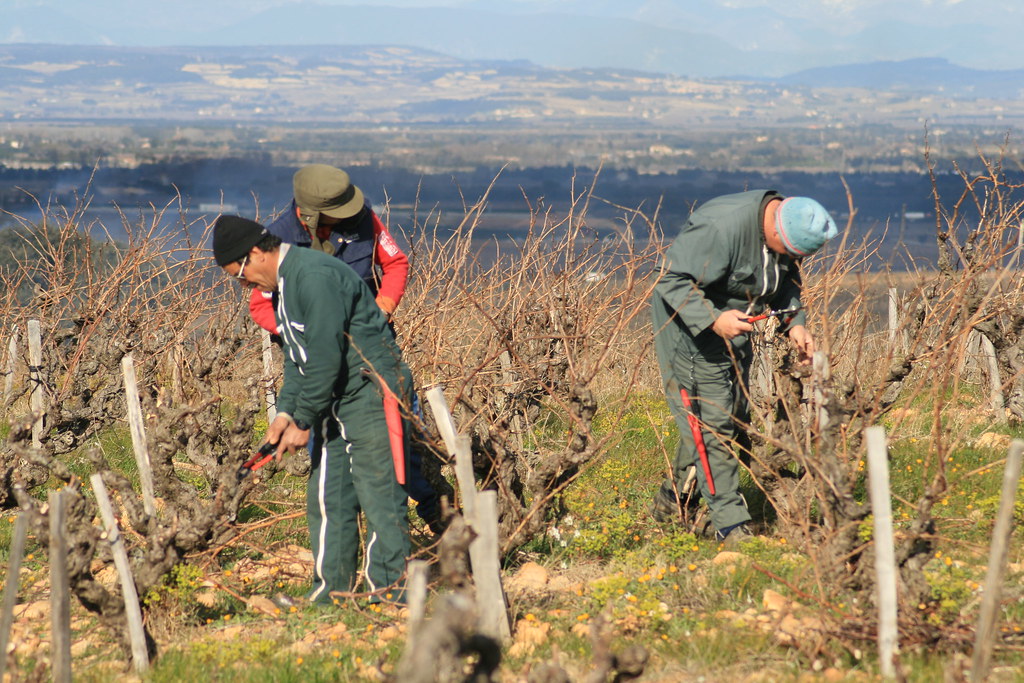 taille vigne.jpg