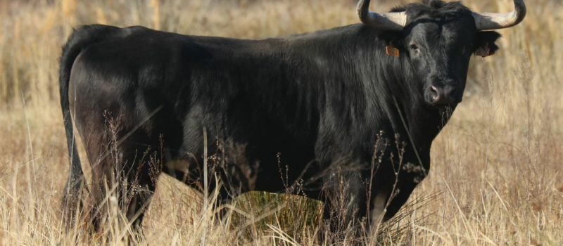Retour des Pâques taurines à Aignan