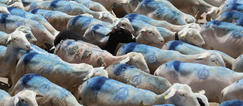 Miélan, 1er mai, transhumance d’un troupeau ovin.