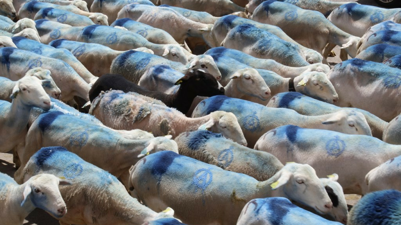 Miélan, 1er mai, transhumance d’un troupeau ovin.