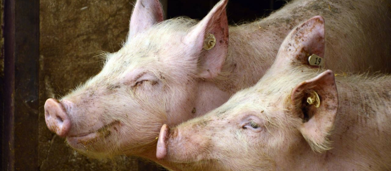 Crise porcine : de nouvelles aides de l'état