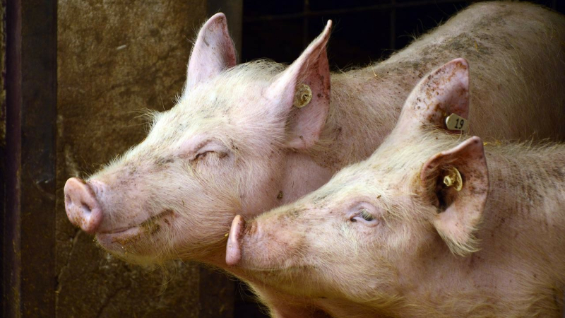 Crise porcine : de nouvelles aides de l'état