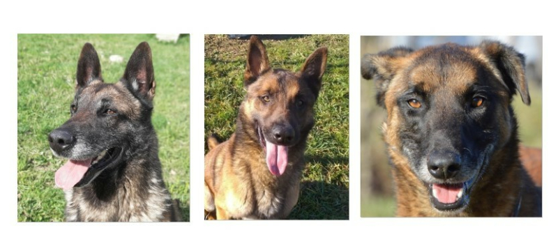Trois Malinois à l'honneur cette  semaine !