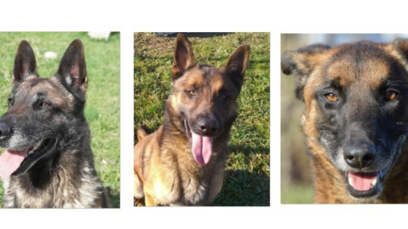 Trois Malinois à l'honneur cette  semaine !