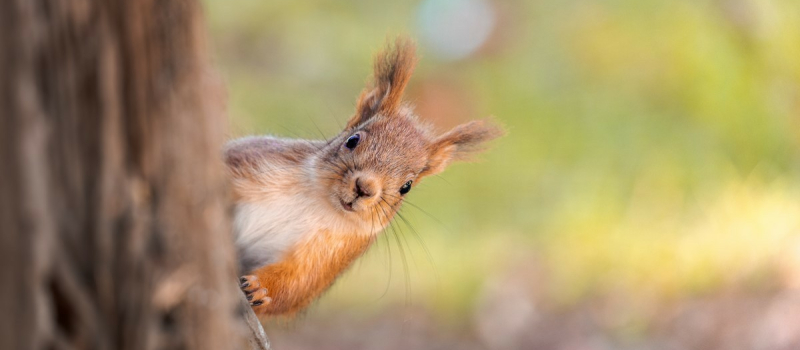 Avez-vous pris le temps d’observer les animaux qui vont et viennent près de chez vous ?