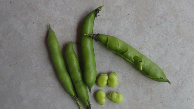Appel à la générosité pour récupérer des fèves servies lors du Marcat de Beth Temps'A