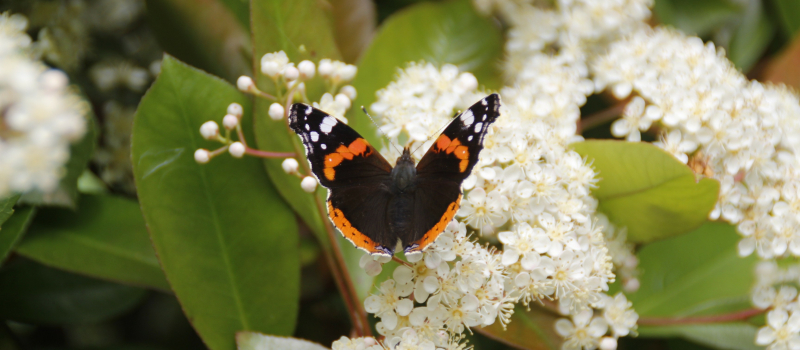 Insectes pollinisateurs