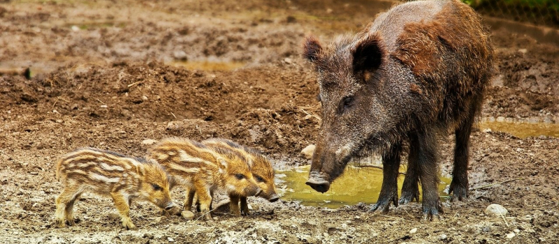 Peste africaine chez le porc et les sangliers