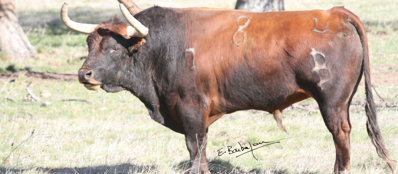Toros en Vic : corrida de Baltasar Iban dimanche à 11 h