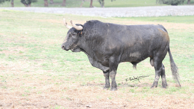 Toros en Vic : dernière corrida de la feria avec des Escolar Gil