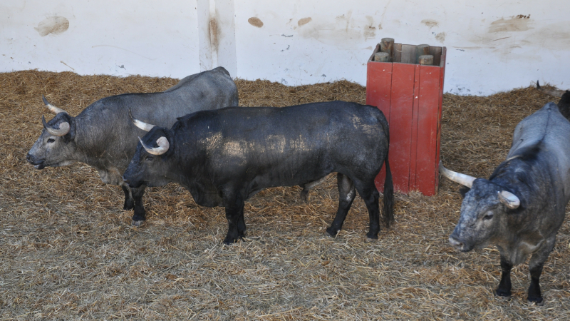 Toros en Vic : les toros sont dans les corrales