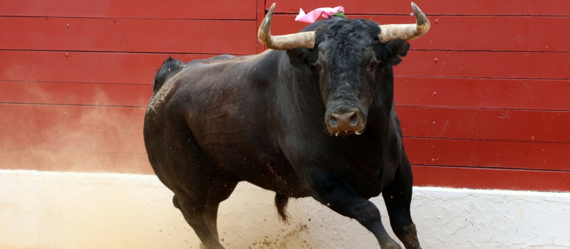 Toros en Vic 2022 : des toros à la vicoise mais une feria sans récompense pour les toreros