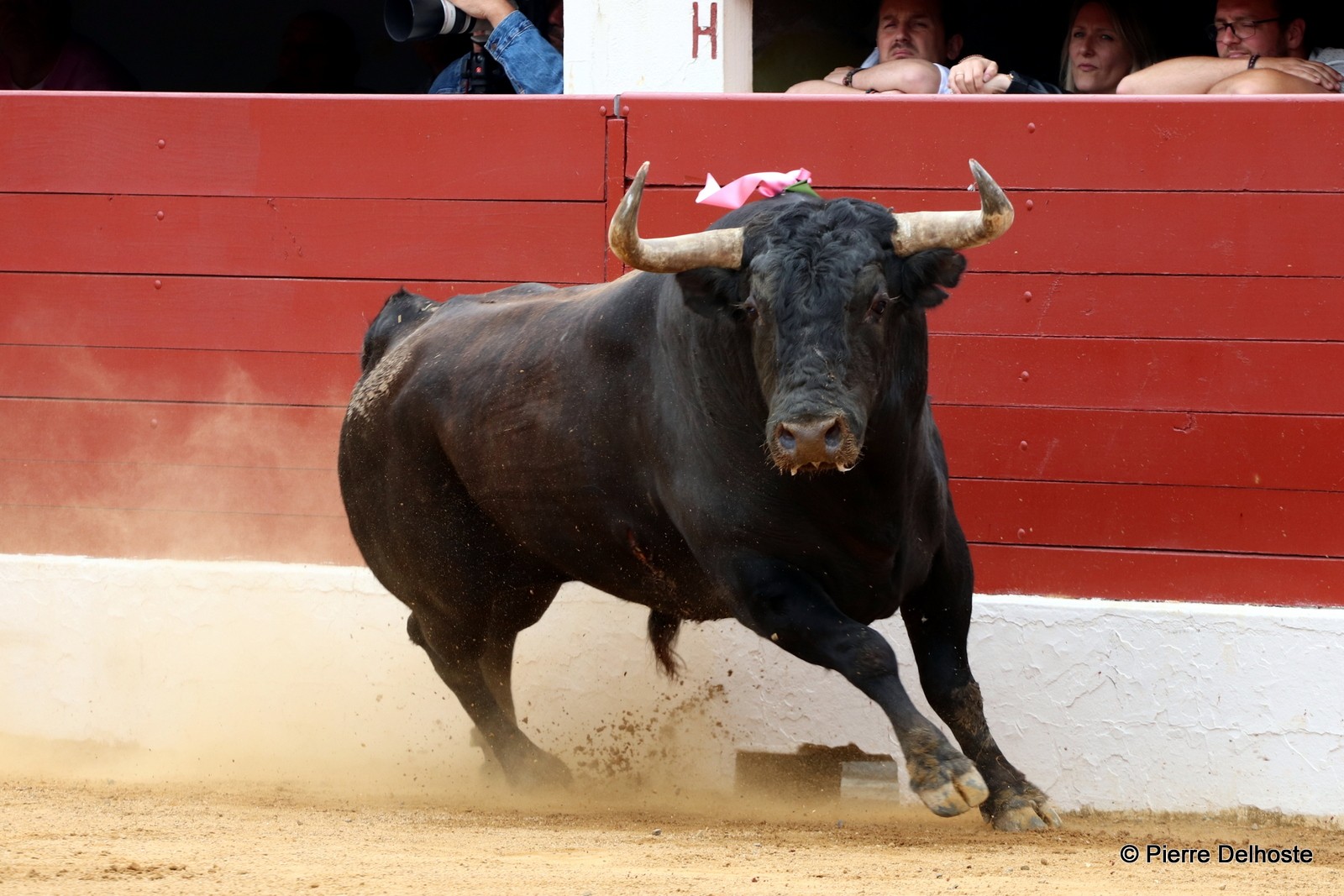 04-06-2022  Vic Fezensac  Delhoste  Ruben PINAR Toros 1 BALTASAR IBÁNIMG_4393.JPG