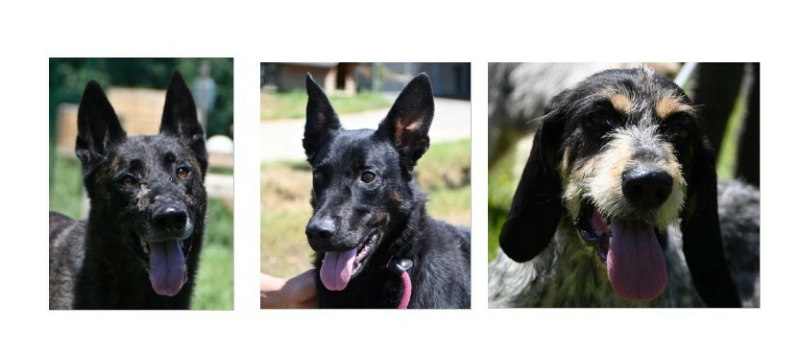 Les trois petits nouveaux de la semaine