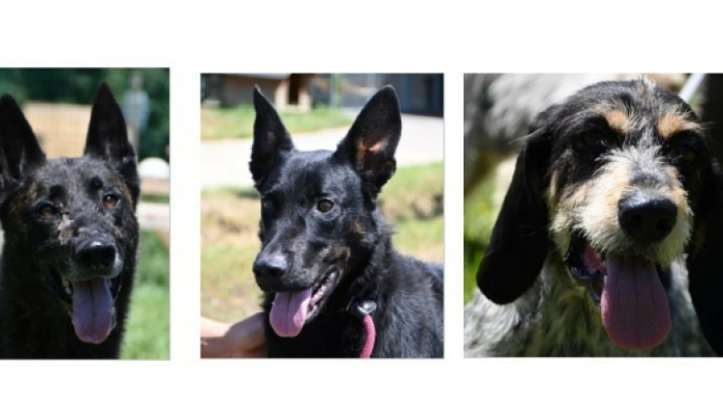 Les trois petits nouveaux de la semaine