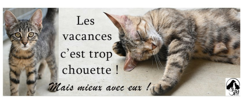 Partez en vacances...mais avec votre animal de compagnie !