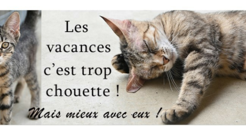 Partez en vacances...mais avec votre animal de compagnie !