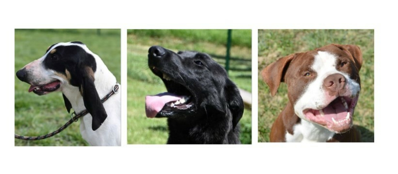 Pleins feux sur trois jeunes chiens très dynamiques !