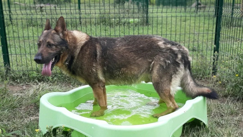 Les animaux aussi souffrent de la chaleur : les conseils de la SPA