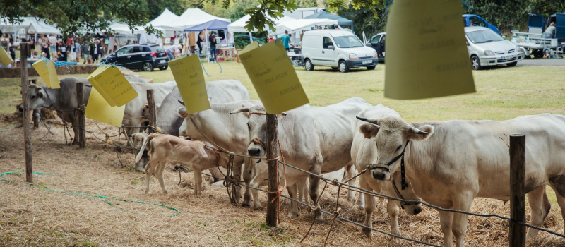 La traditionnelle Foire de la Madeleine vous attend dimanche à Montesquiou pour sa 4ème édition !