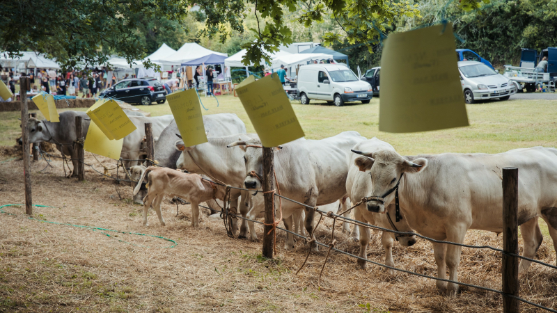 La traditionnelle Foire de la Madeleine vous attend dimanche à Montesquiou pour sa 4ème édition !