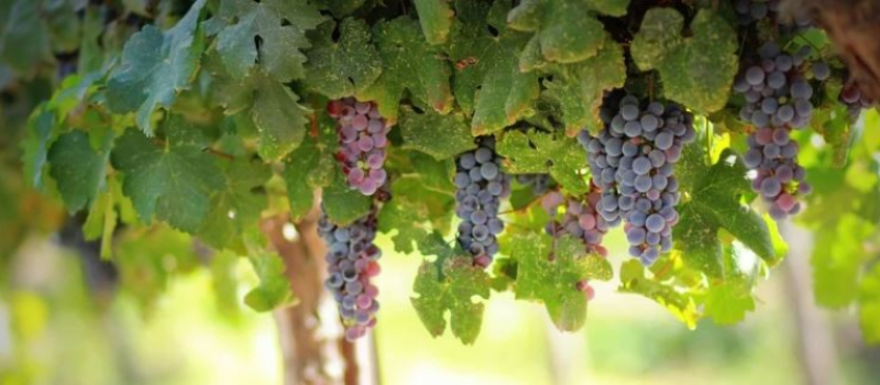 Agriculture: mise en place d’un fonds d’urgence viticulture