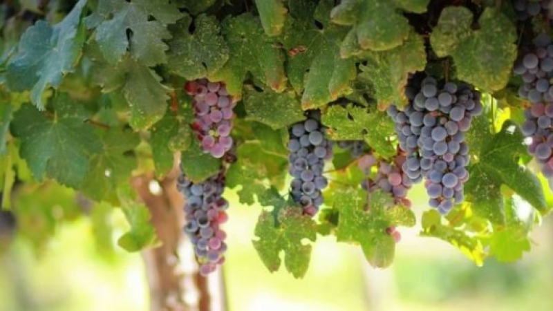 Agriculture: mise en place d’un fonds d’urgence viticulture