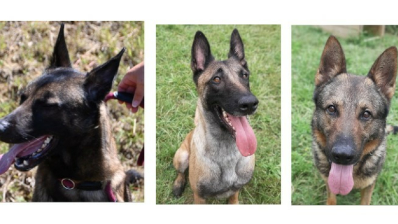 Deux belles Malinoises et un beau Berger allemand cette semaine !