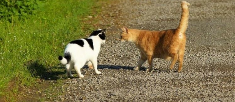 Campagne de stérilisation des chats errants dits « chats libres »