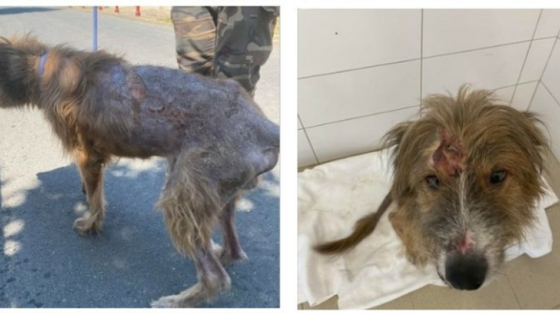 Maltraitance animale : plus jamais ça !