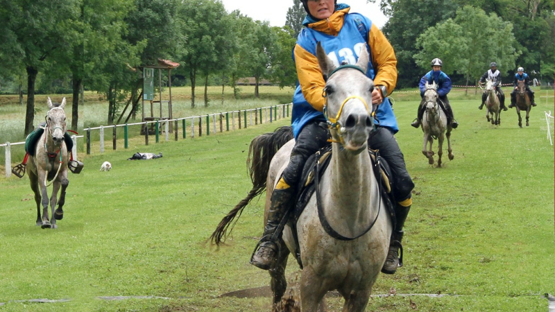 Découvrez les particularités de l’endurance équestre ,