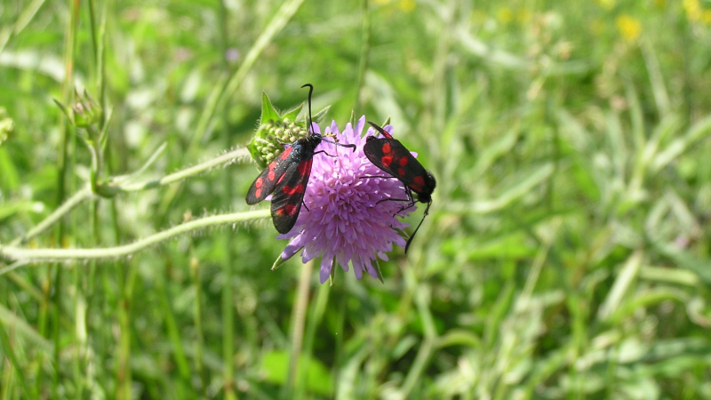 Partez à la découverte de la richesse du site Natura 2000