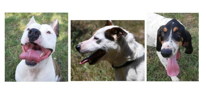 Les trois "boys" de la semaine !