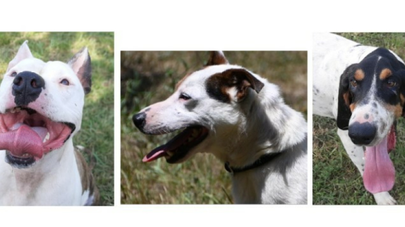 Les trois "boys" de la semaine !