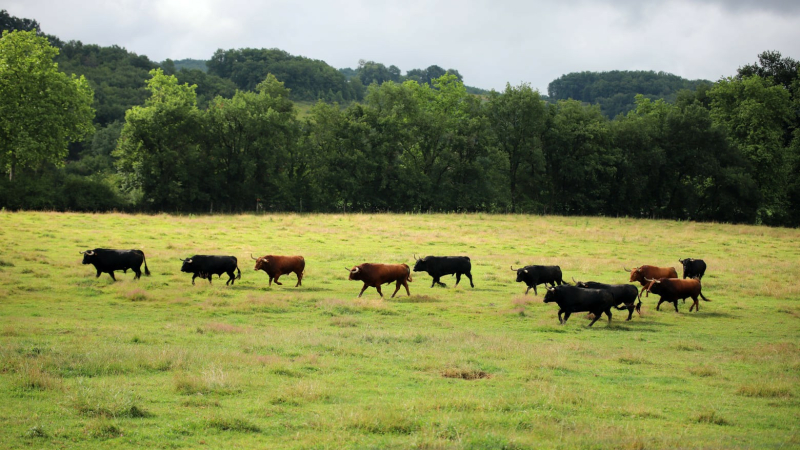 Tauromachie : l'élevage gersois de Jean-Louis Darré sur tous les fronts !
