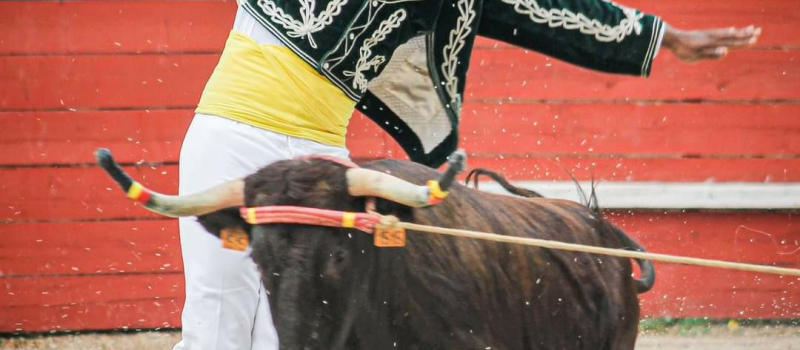Des courses landaises pour les festivaliers.