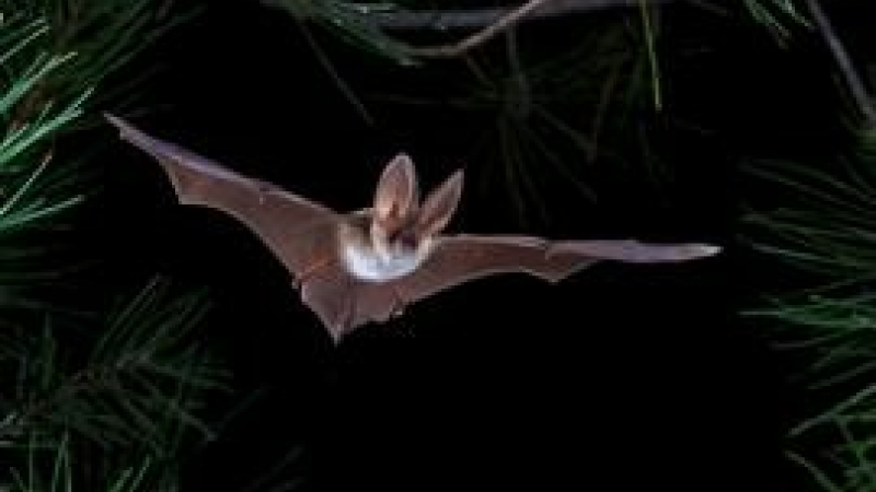 26ème Nuit Internationale de la chauve-souris