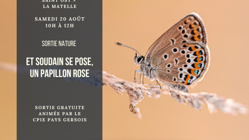 Et soudain se pose un papillon rose…
