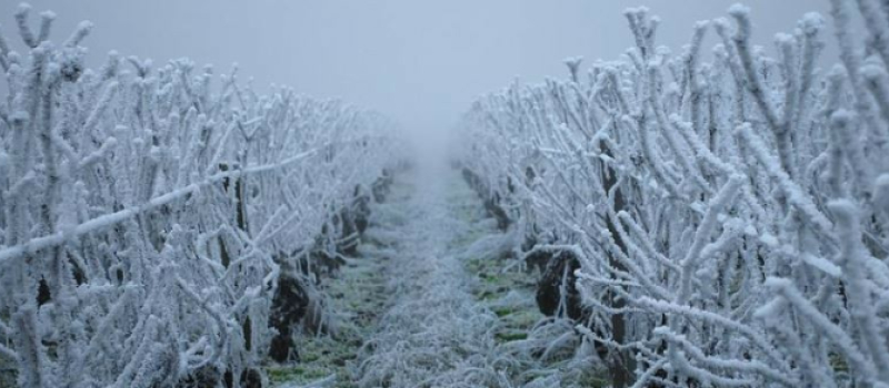 Agriculture: mise en place d’un fonds d’urgence viticulture