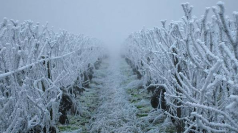 Agriculture: mise en place d’un fonds d’urgence viticulture